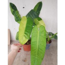 Philodendron Jose bruno 