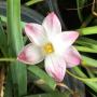 Zephyranthes Lily Pies.