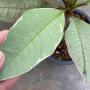 Plumeria (T01)