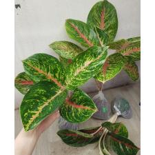 Aglaonema A-21 Boxing