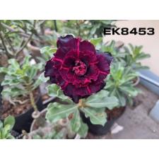 Adenium EK 8453