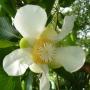 Dillenia indica (green leaf).
