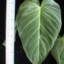 Philodendron andreanum x verrucosum