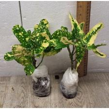 Codiaeum B-2 Ja mong kut