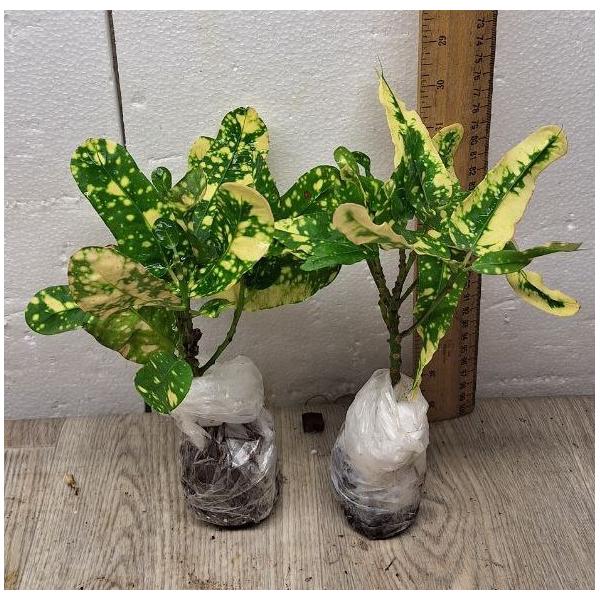 Codiaeum B-2 Ja mong kut