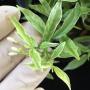 Wrightia sp.(T01) Dwarf albomarginata (Vietnam)