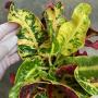 Codiaeum Hong Hern.