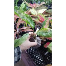 Aglaonema commutatum 'Bangkok Dream'm 22
