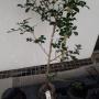 Murraya paniculata dwarf