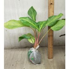 Aglaonema Yellow Mongkon A-115