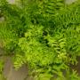 Nephrolepis falcata 'Furcans' (golden leaf)
