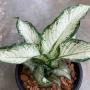 Dieffenbachia Udom Ngern