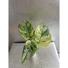 Monstera adansonii variegated syper variegand