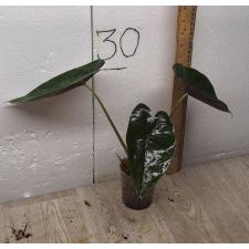 Alocasia azlanii pot