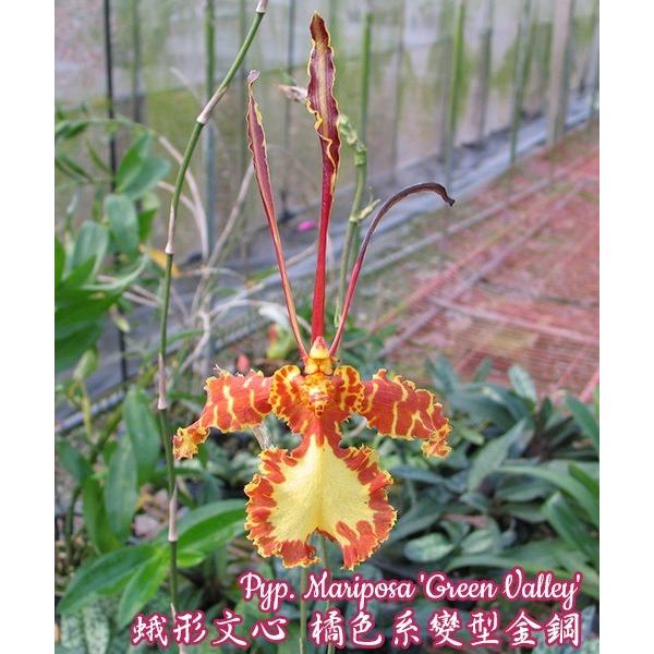 Психопсис «Марипоса» / Pyp. Mariposa