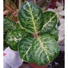 Aglaonema A-106 Siam Compac