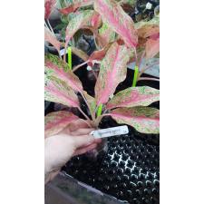 Aglaonema 'Butterfly' (Pink)10B okt.