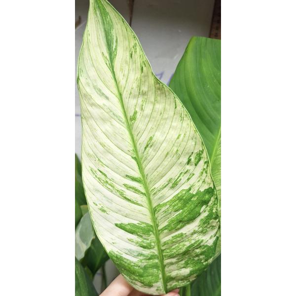 Спатифиллум сп. белая варегатность / Spathiphyllum sp white variegated (L)