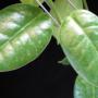 Hoya Monette (dense hair leaf) (coronaria x lauterbachii)               531