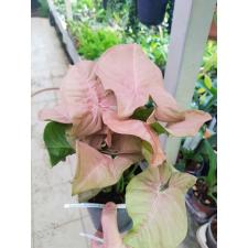 Syngonium Red heart 14 cm pot