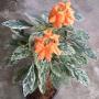 Crossendra pungens variegated