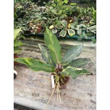 Anthurium variegated sp 5