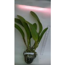 Ринхолаелиокаттлея ‘Джайрак Саммер’ / Rlc. Jairak Summer