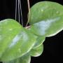 Hoya balaensis          570
