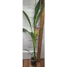 куркума  / curcuma 