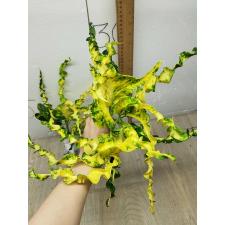 Codiaeum A68 Pin gaew