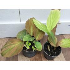 Кемпферия Пульхра (Желтая варегатность) / Kaempferia pulchra (yellow variegated)