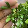 Aglaia odorata (small leaf)