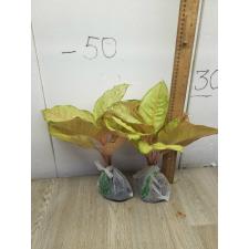 Aglaonema Frozen A-26