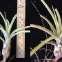 Tillandsia Califano (baileyi x ionantha).