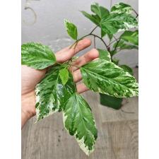 Hibiscus rosa-sinensis (variegated) 