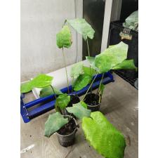 Calathea Musaica 'network' s