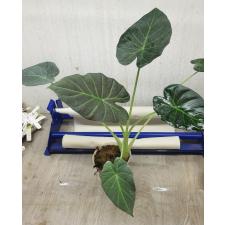 Alocasia Regal Shields стакан 750р