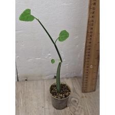 Cissus quadrangularis