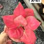 Aglaonema  Super Pink A-41