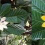 Gardenia carinata