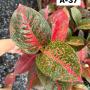 Aglaonema  Sub Mongkol A-37