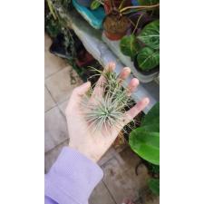tillandsia ionantha 220p