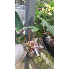 Philodendron billetiae (yellow petiole) 563