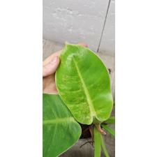 Philodendron Moonlight variegata pot 1900p