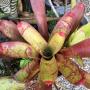 Neoregelia sp.(T01) Red Tip.