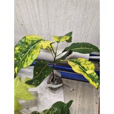 Codiaeum Sethee Muang Korn мутация 66 по 1900р