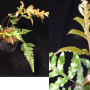 Pteris sp.(T04).