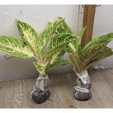 Aglaonema Legacy - white A-109