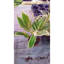 Aglaonema Lipstick Green pot 9 cm