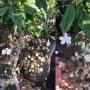Clerodendrum schmidtii Chains of Glory